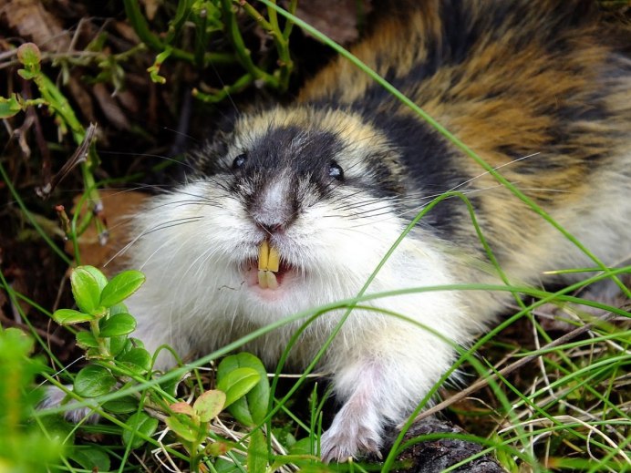 Сибирский лемминг Lemmus sibiricus