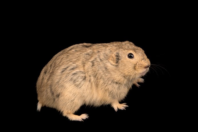 Ямальский лемминг