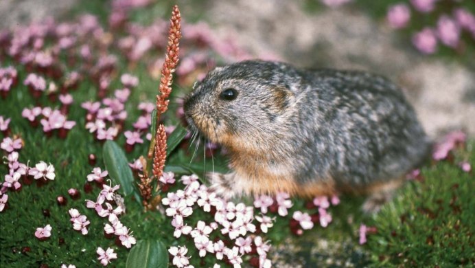 Амурский лемминг