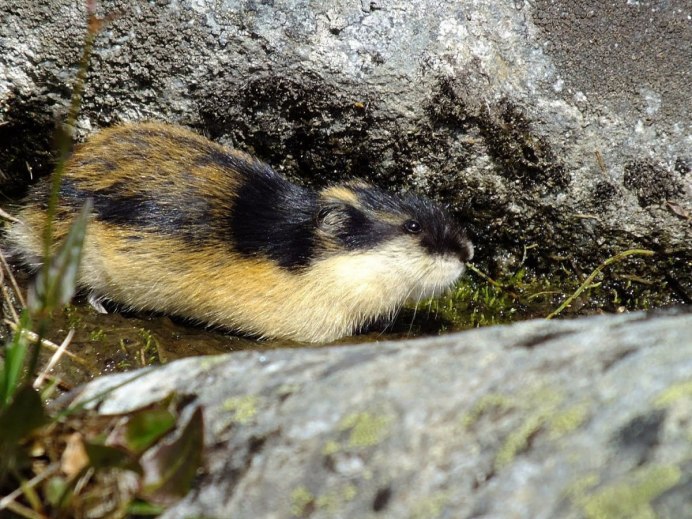 Копытный лемминг