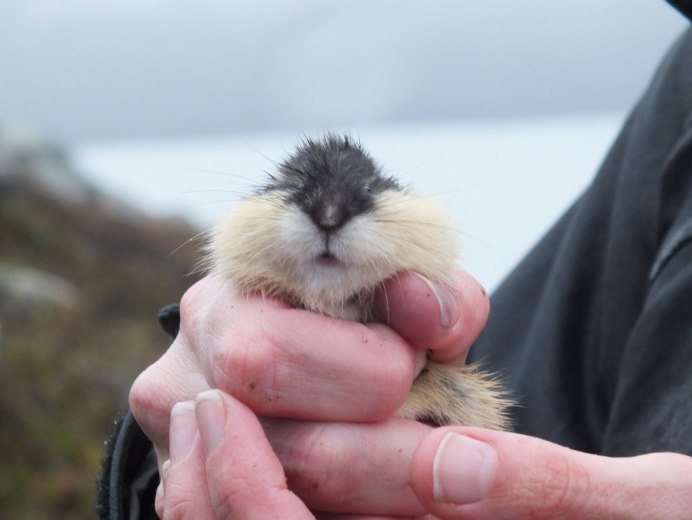 Копытный лемминг