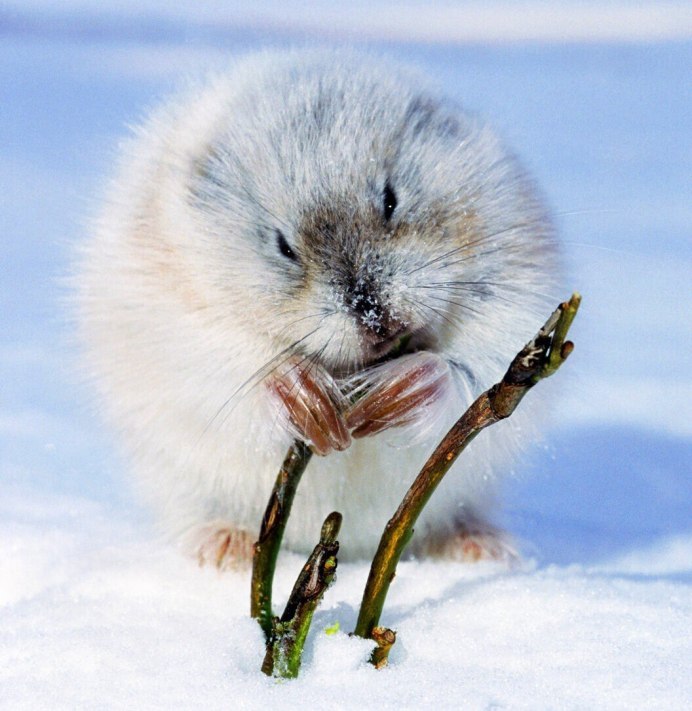 Копытный лемминг