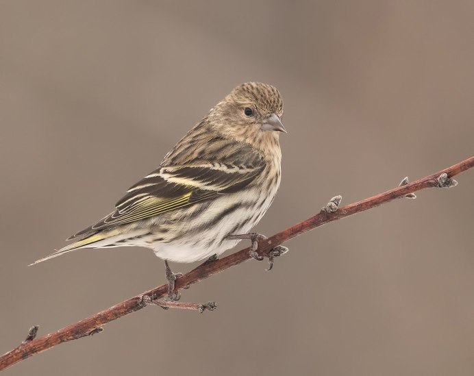 Goldfinch ct1920