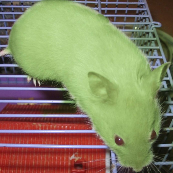 Хомяк зеленого оттенка