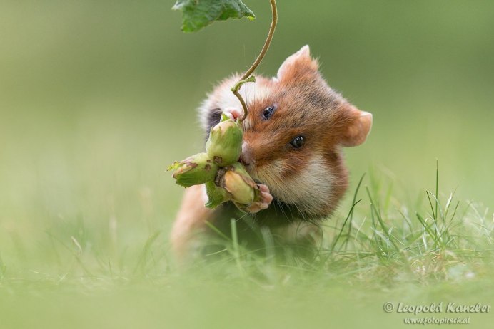 Зеленый фон с хомячком