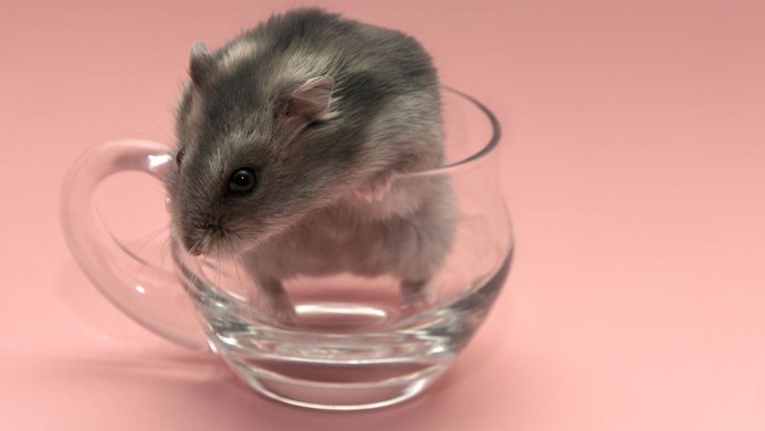 Джунгарский хомячок дикий