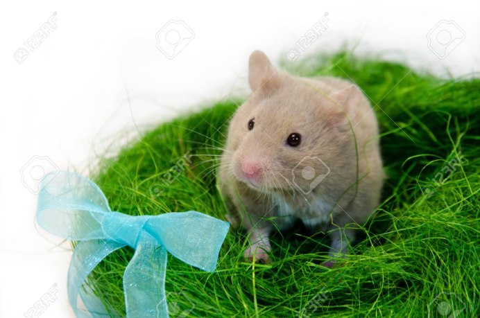 Хомяк сирийский