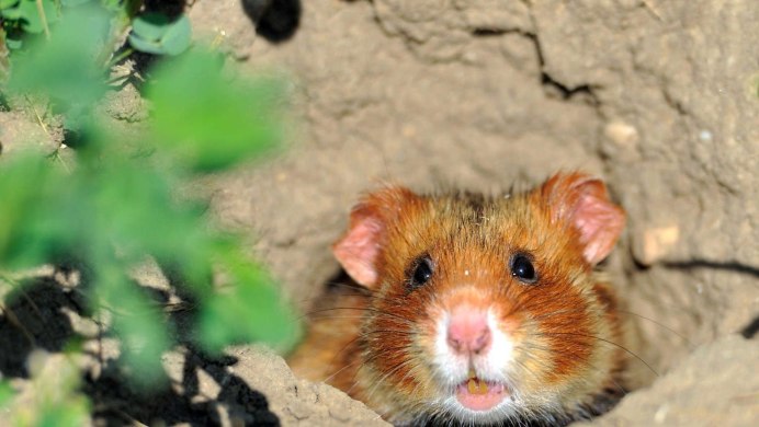 Хомячок с огурцом