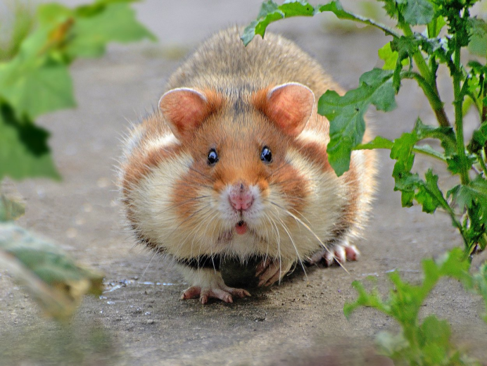 Обои с хомяками милые