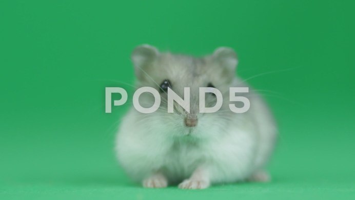 Хомяк на рабочий стол