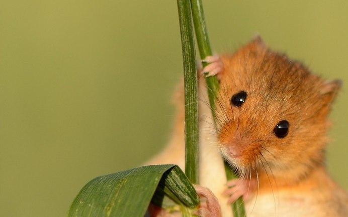 Грызуны в дикой природе