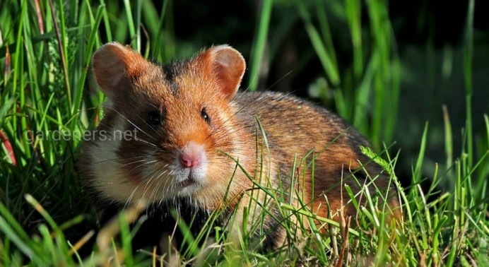 Морские свинки