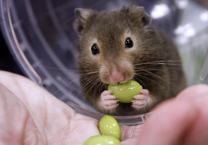 Хомяк джунгарский