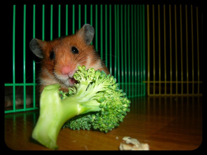 Японский хомяк