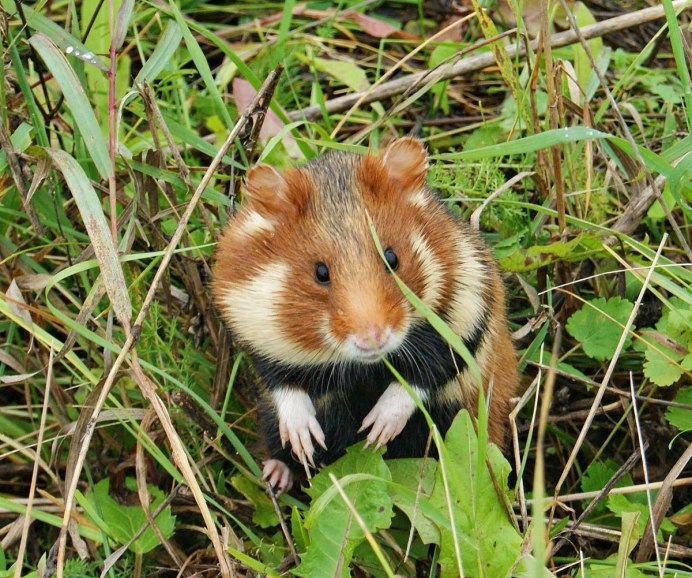 Пока живут хомяки