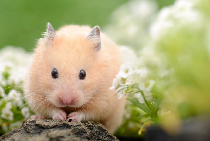 Хомяк на зеленом фоне