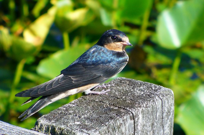 Насекомоядные птицы Ласточка