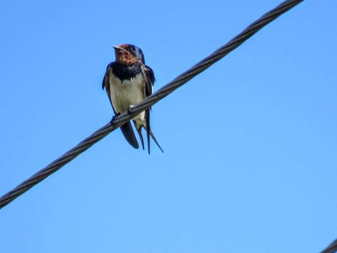 Красногубая Ласточка