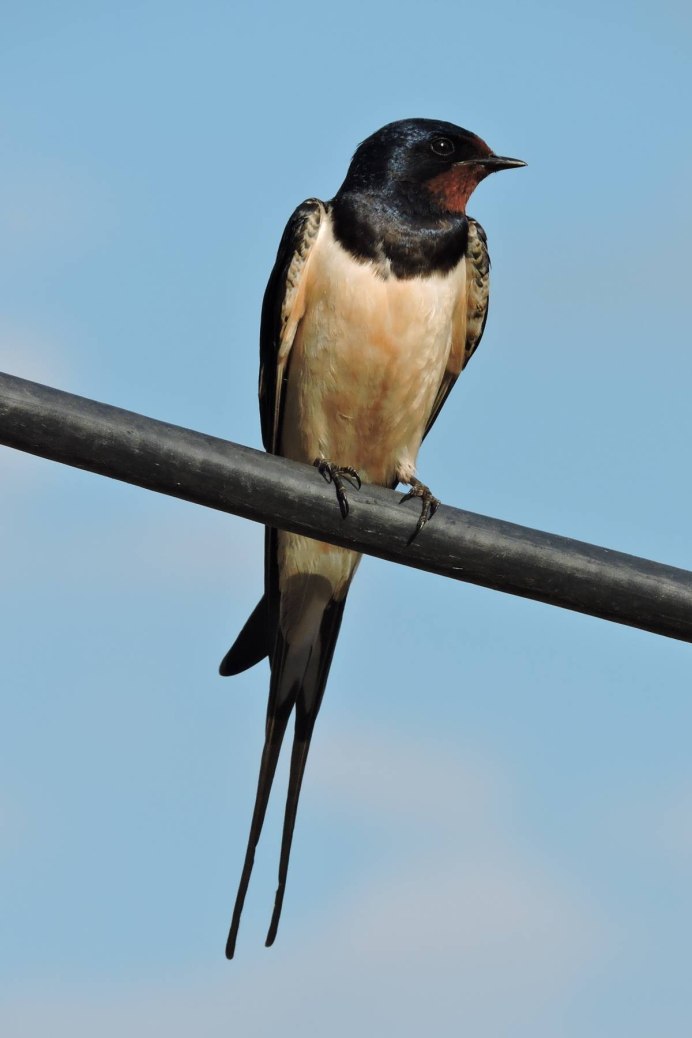 Маленькая Ласточка