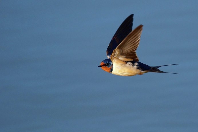 Деревенская Ласточка (Ласточка-Касатка)
