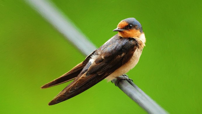 Деревенские ласточки птицы