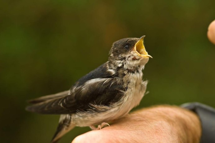 Скворечник для Стрижей