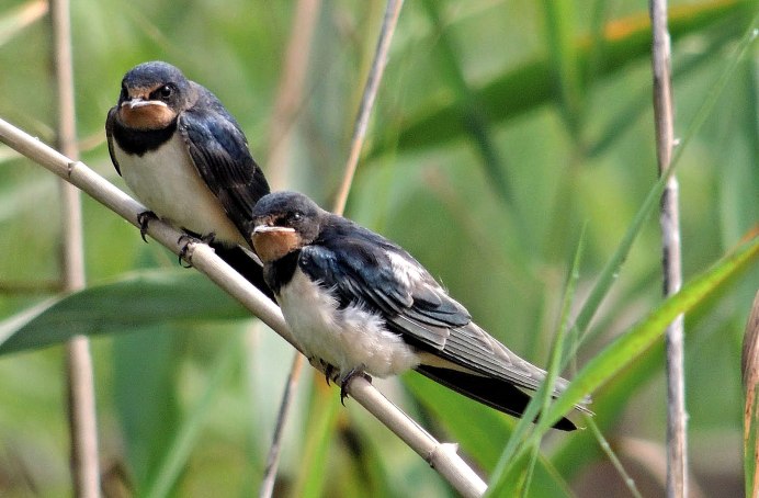 Деревенская Ласточка (Ласточка-Касатка)