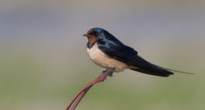 Ласточка птица черная