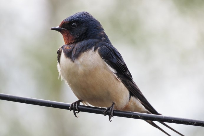 Калдиргоч птица