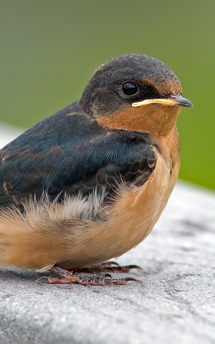 Клюв ласточки