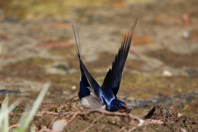Деревенская Ласточка – Hirundo Rustica