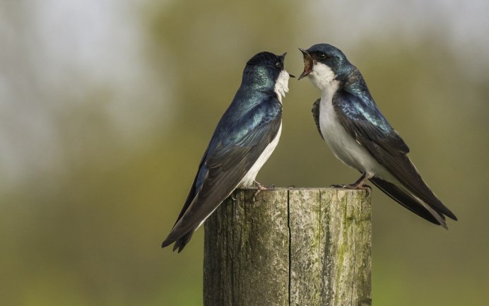 Речная Ласточка