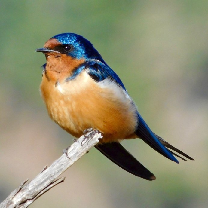 Большая Ласточка