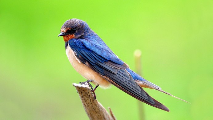 Ласточка вблизи