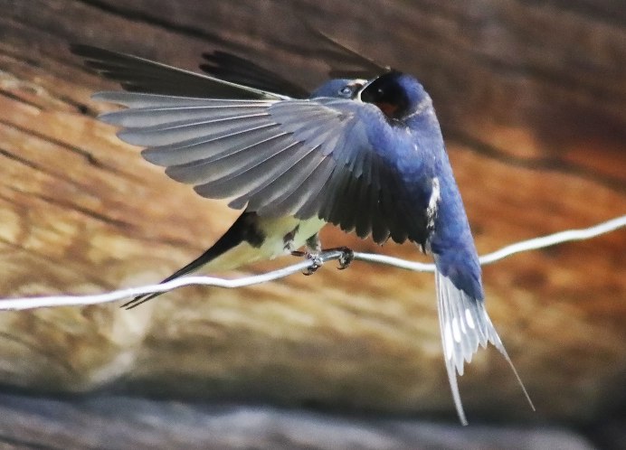 Насекомоядные птицы Ласточка