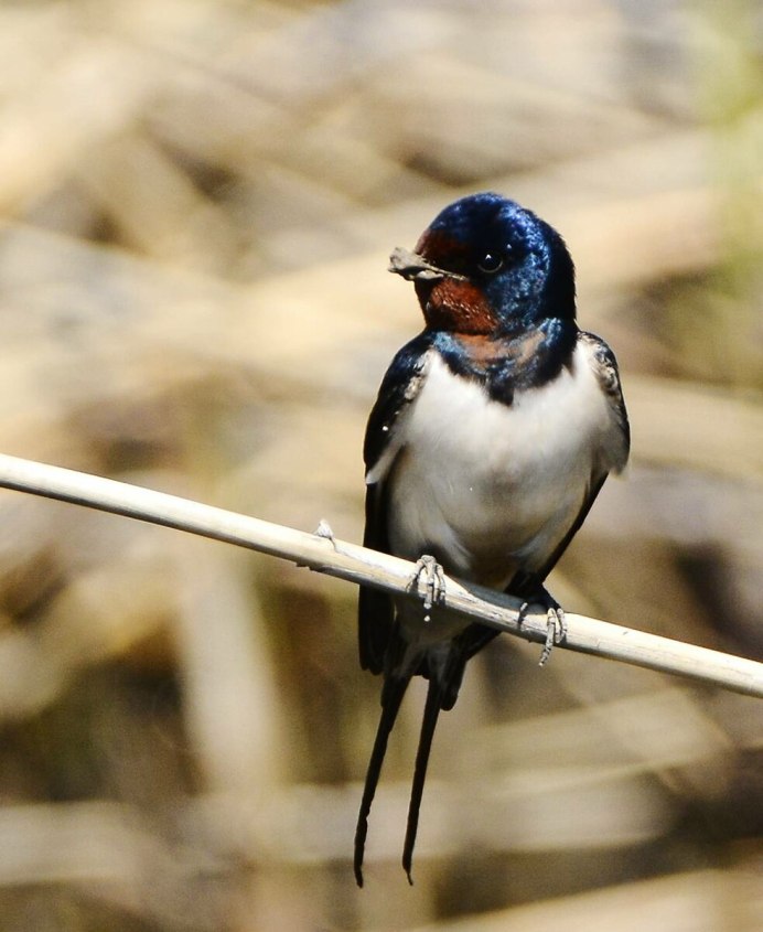 Стриж обыкновенный