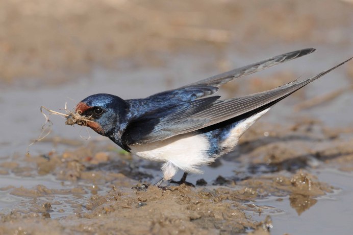 Насекомоядные птицы Ласточка