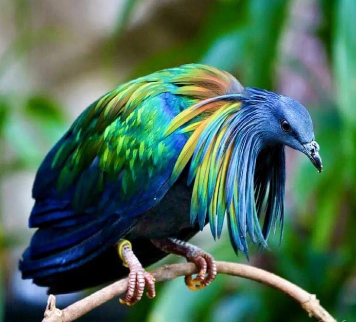 Tropical Pigeon stock photo