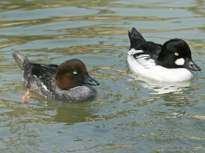 Белозобый Дрозд turdus torquatus