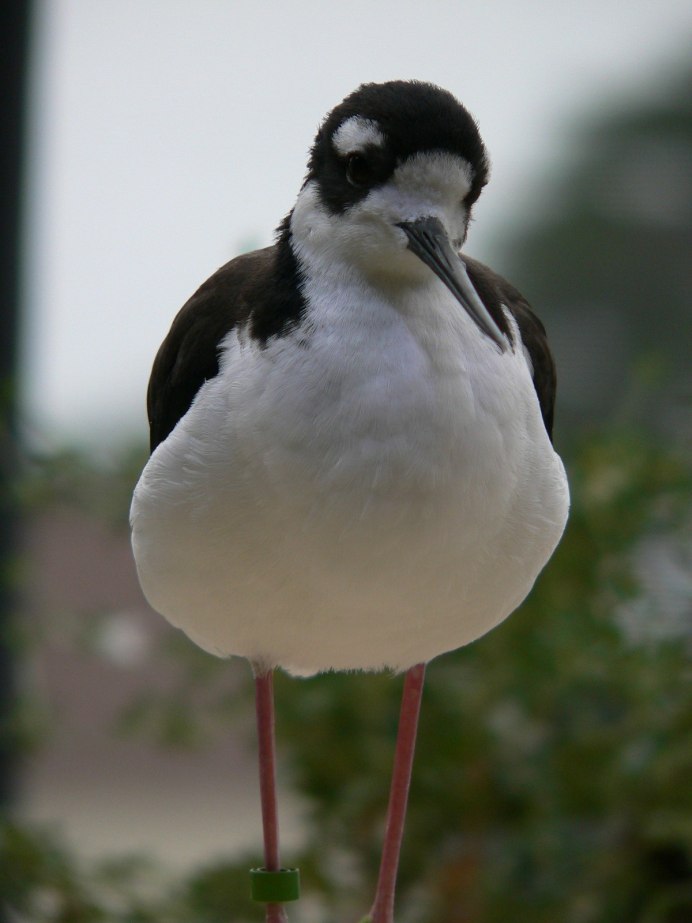 Белый Королевские фазаны