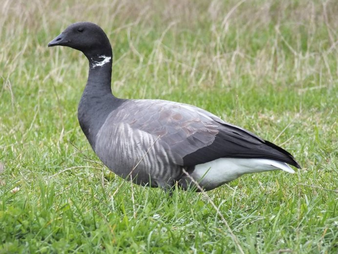 Нырок Черноморский Баклан