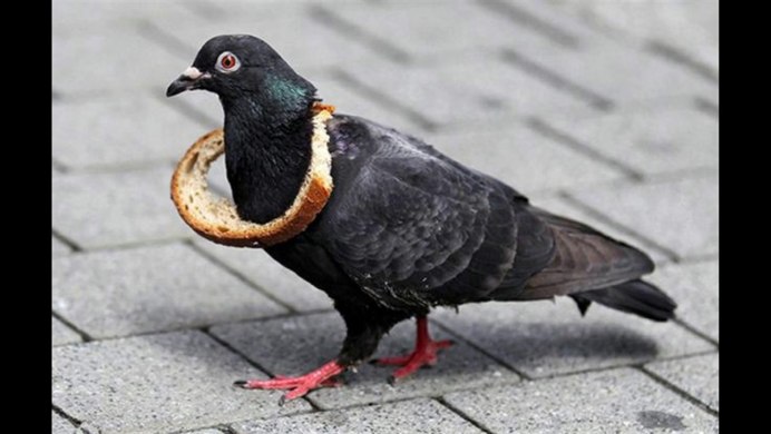 Канадский Гусь казарка