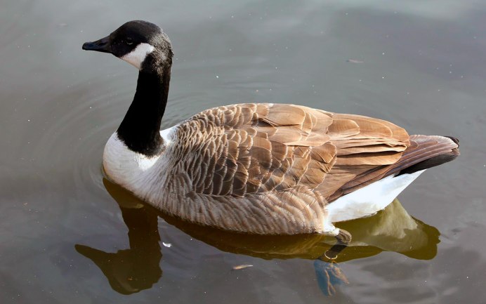 Утка с длинной шеей