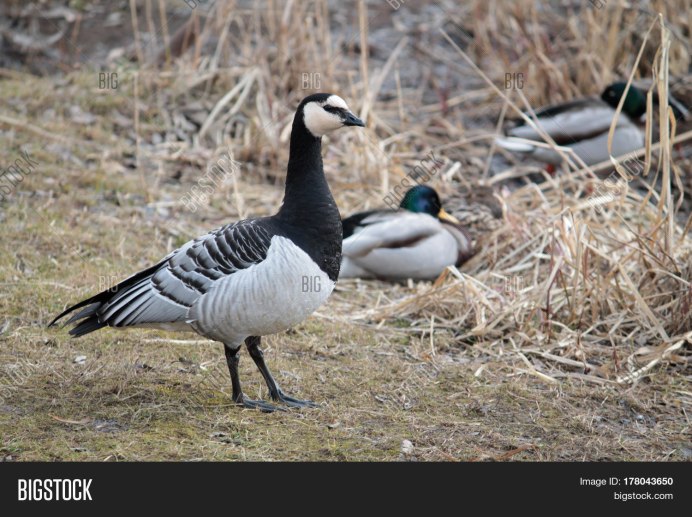 Птица с белым туловищем и черной шеей