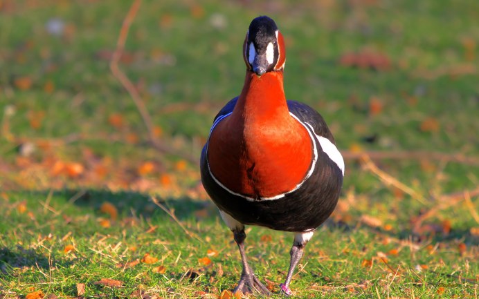 Австралийский черный лебедь