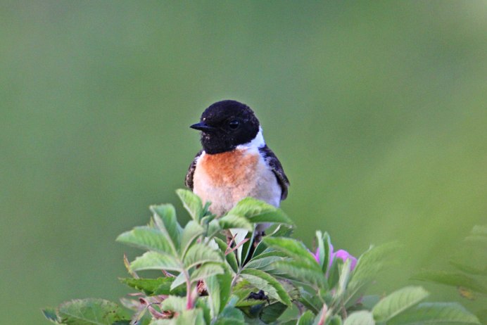 Балтиморская Иволга