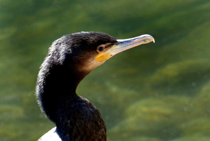 Ибис черный птица