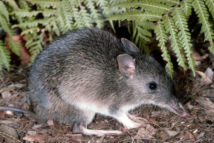 Chaeropus ecaudatus