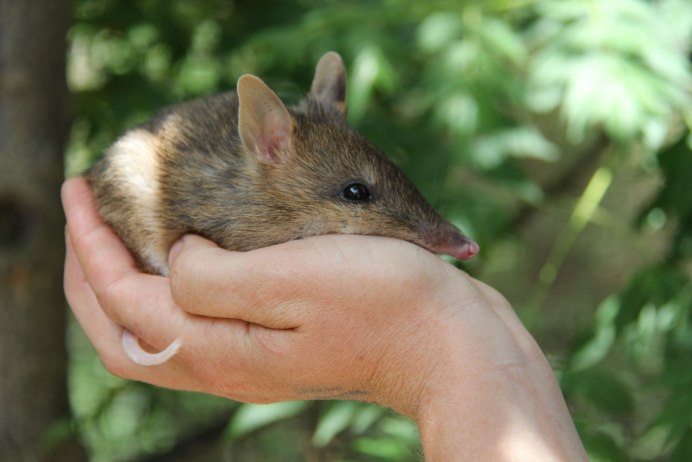 Билби (Bilby