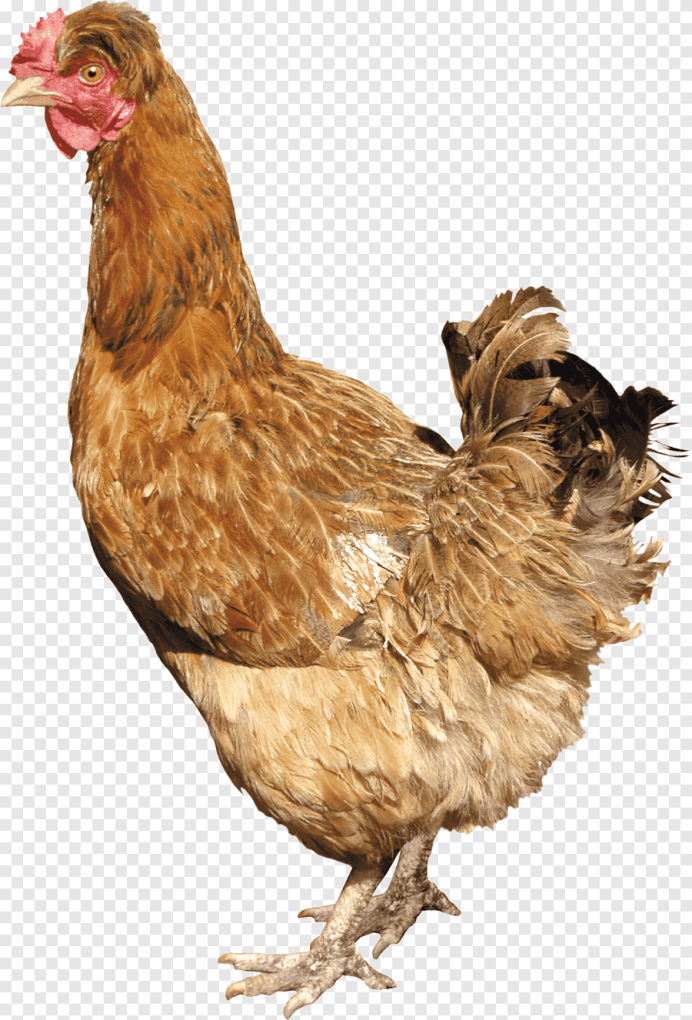 Курица на белом фоне